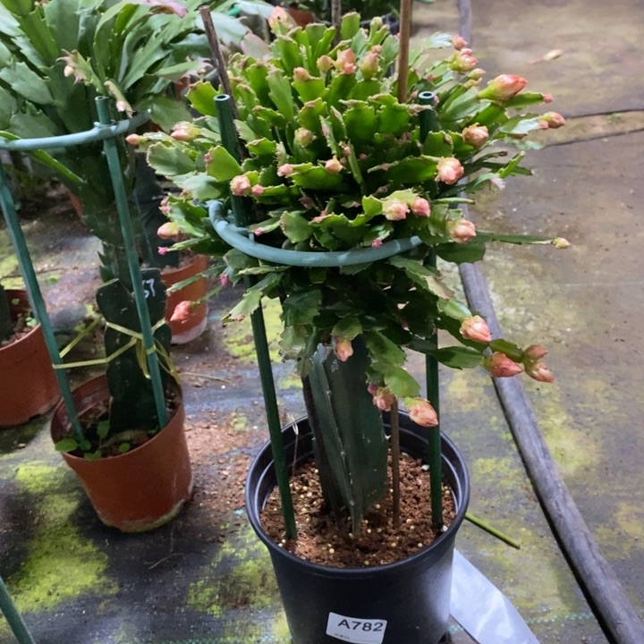 大部分花苞少量开放782嫁接028