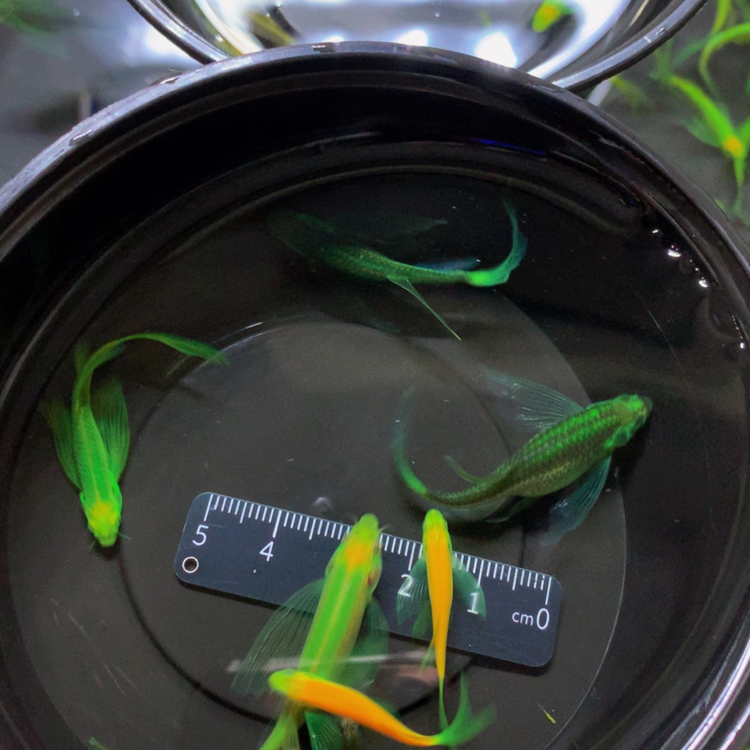 斑马鱼蝶翼斑马混搭6条（2.5-4.5厘米）