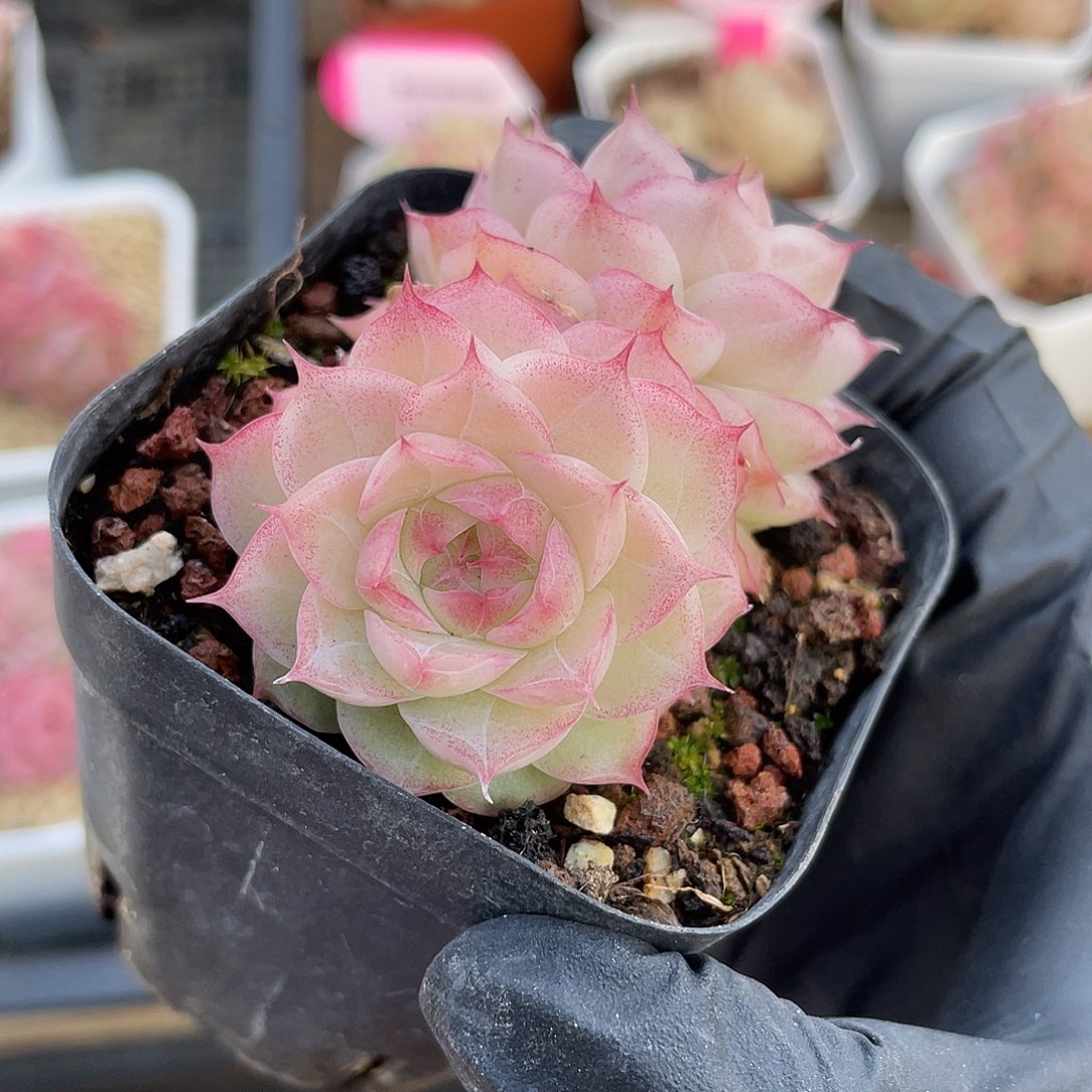 优选女王精品390