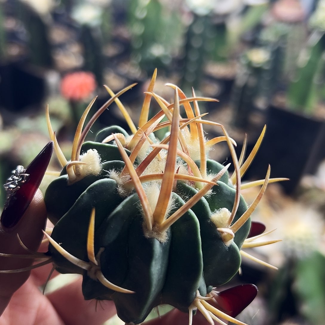 龙剑仙人球22222222