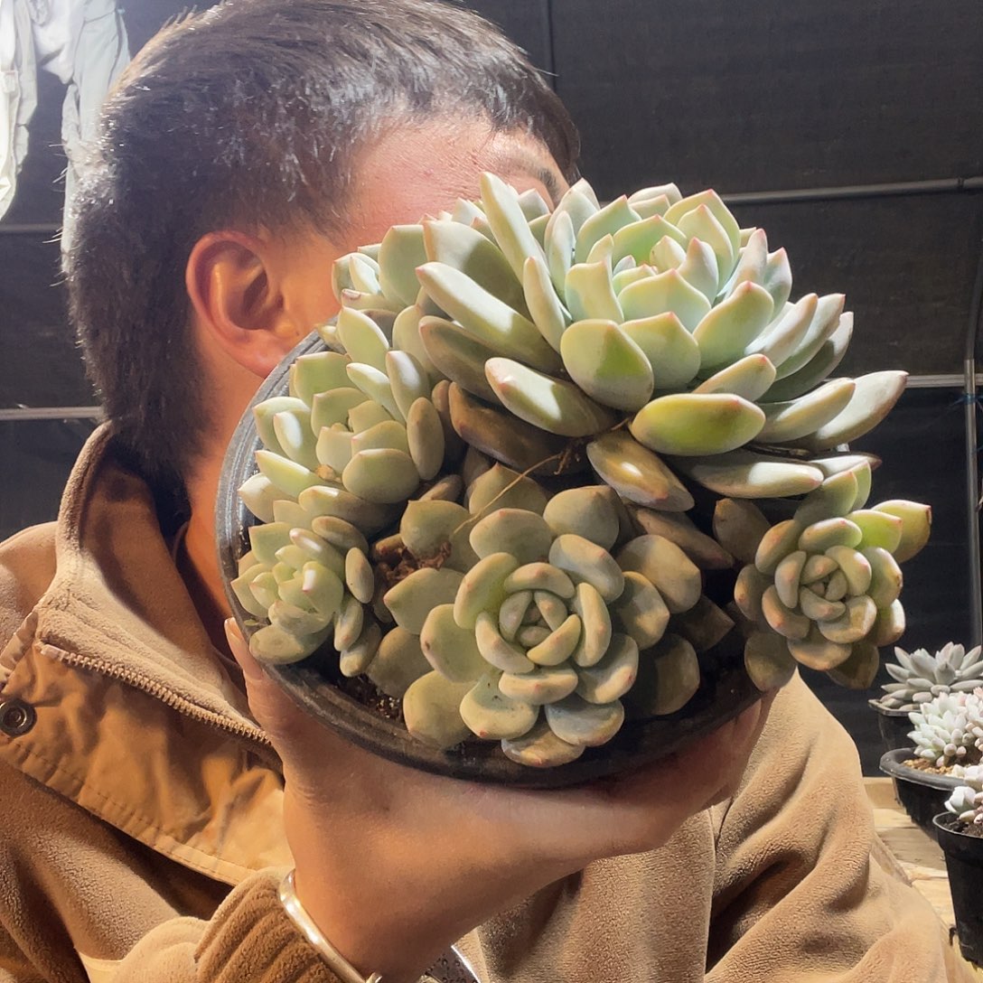 星影6头满20包邮脱土发货