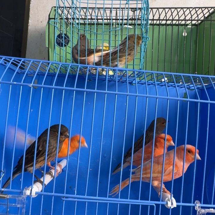 专***砖文鸟母鸟两只，一个春红，一个雪花