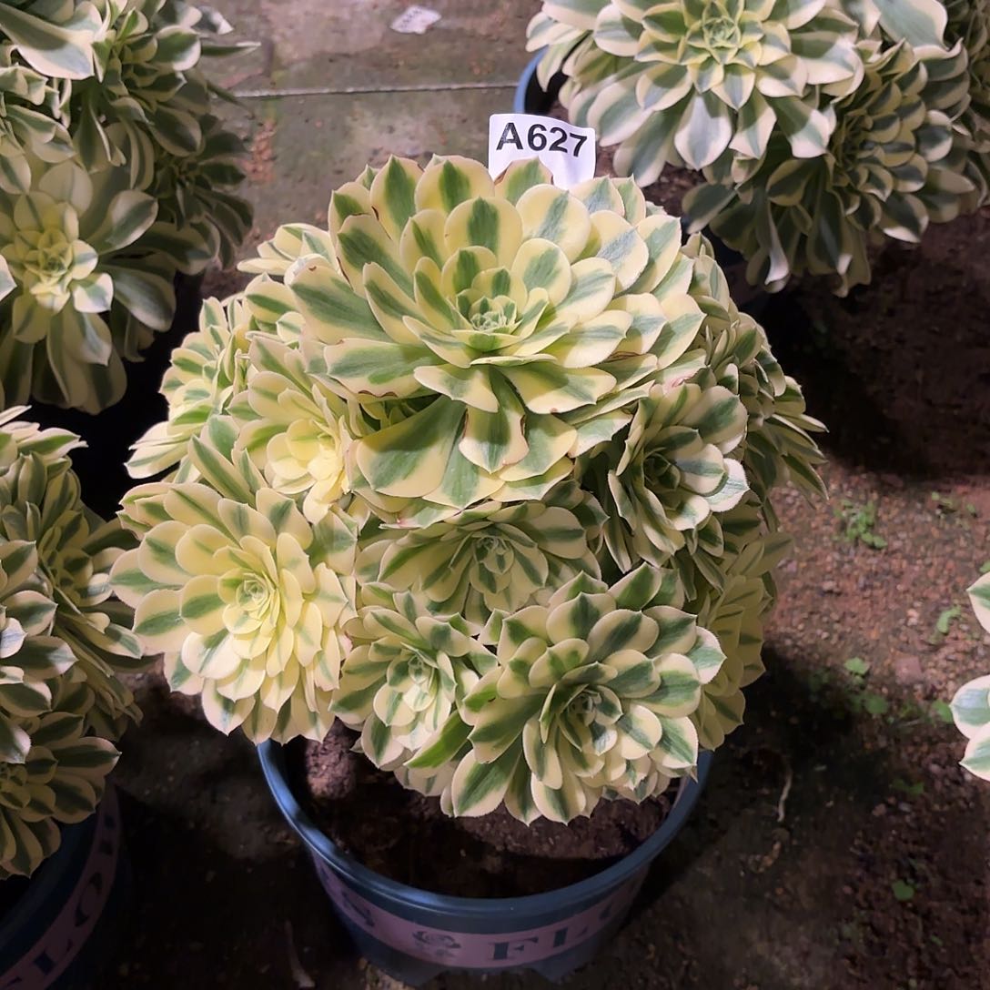 多肉法师迈巴赫627