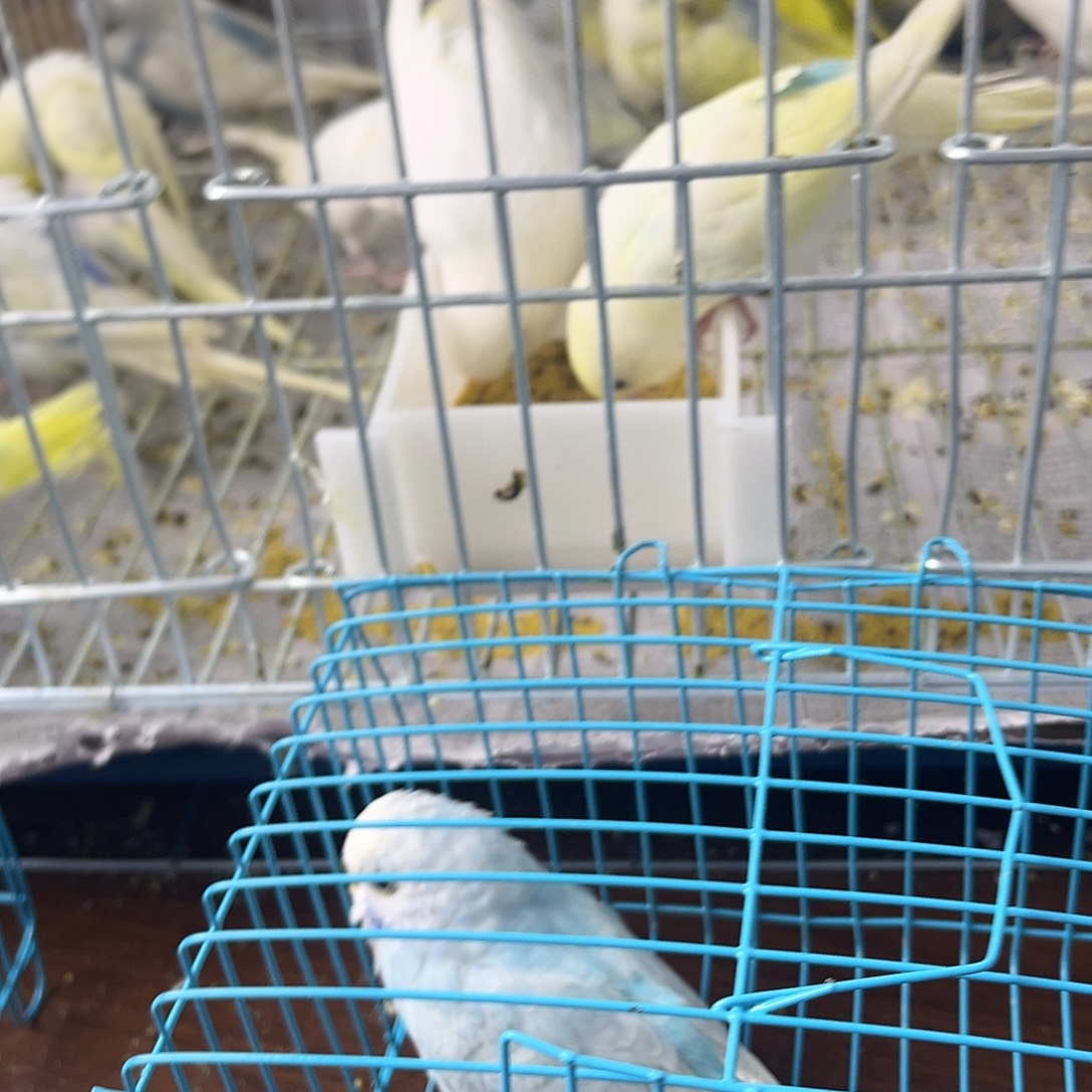 虎皮鹦鹉金彩鹦鹉