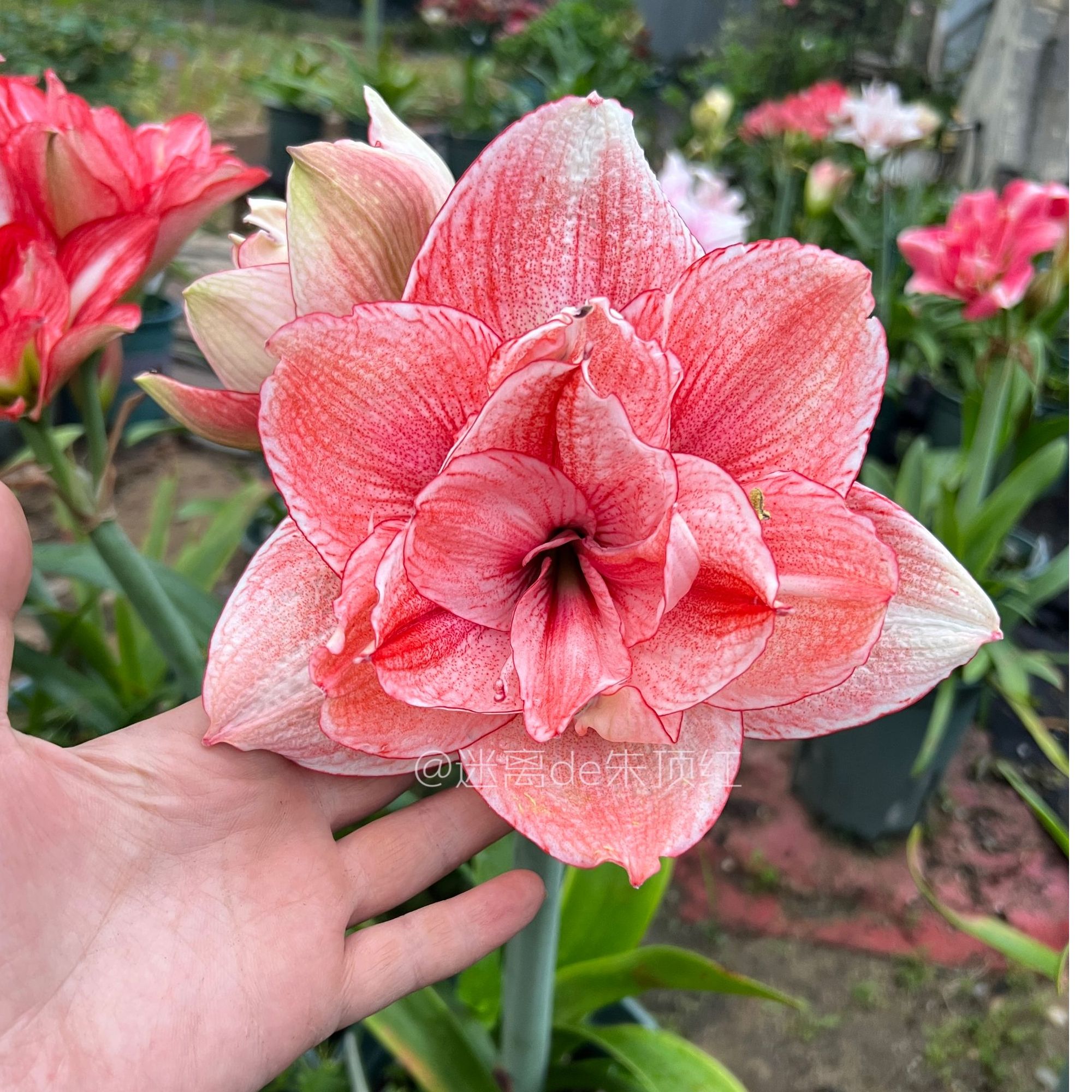 【美丽诗篇】朱顶红大花重瓣 
