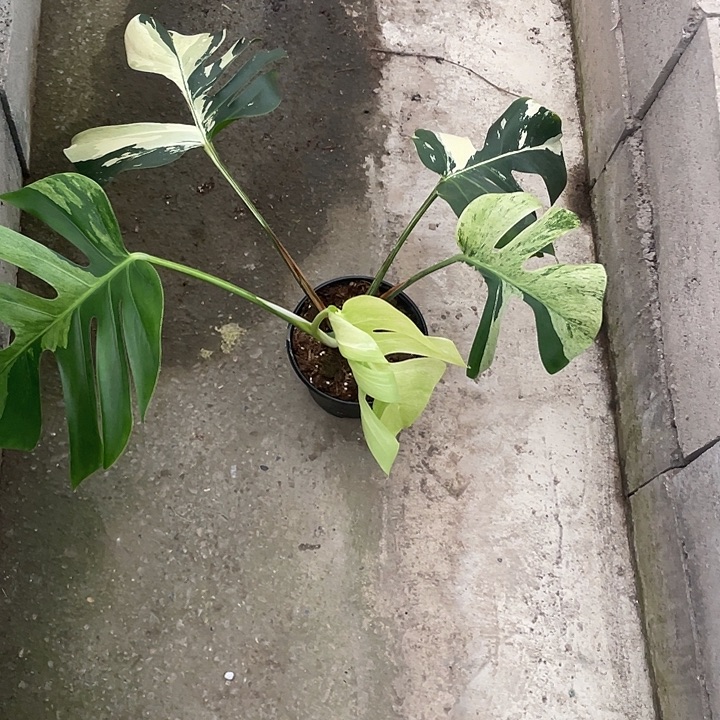 完全开放薄荷龟5叶