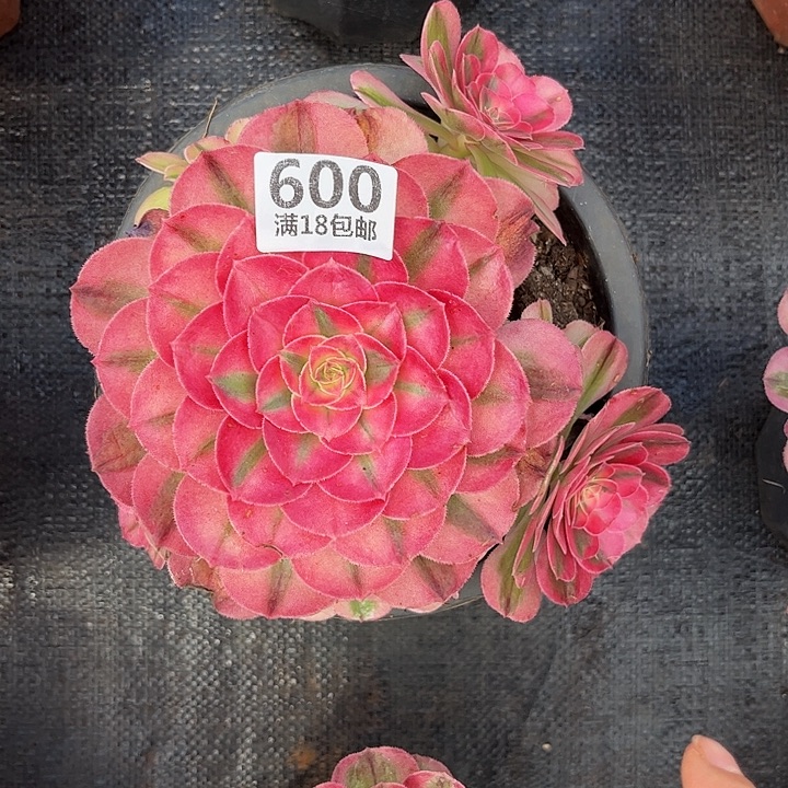 600倾城朵朵无根福利