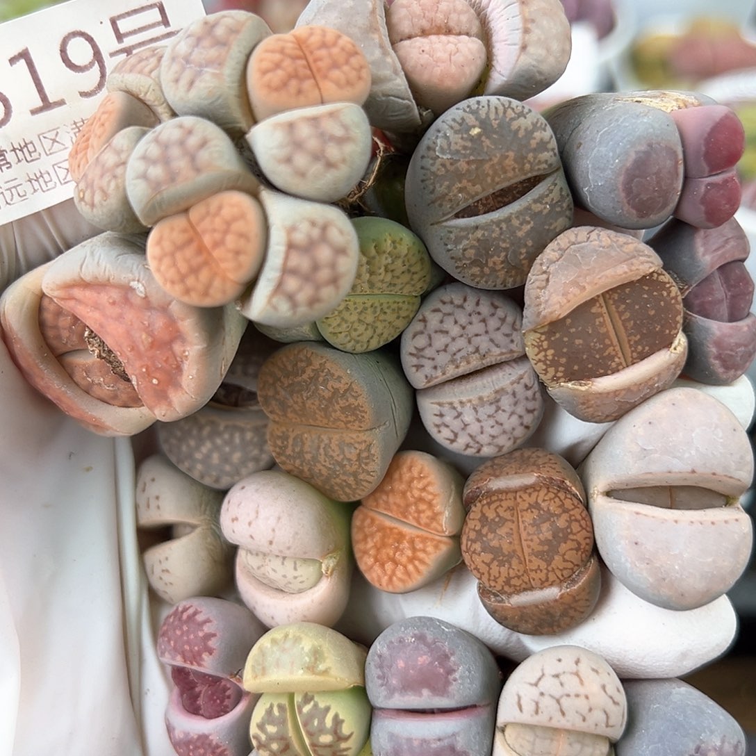 好养易活生石花大母本0519共20颗清框价