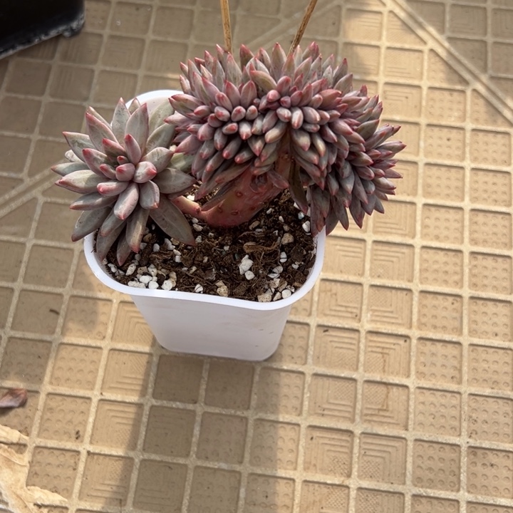 正版羽毛纹虞美人鸡腿缀化微笑