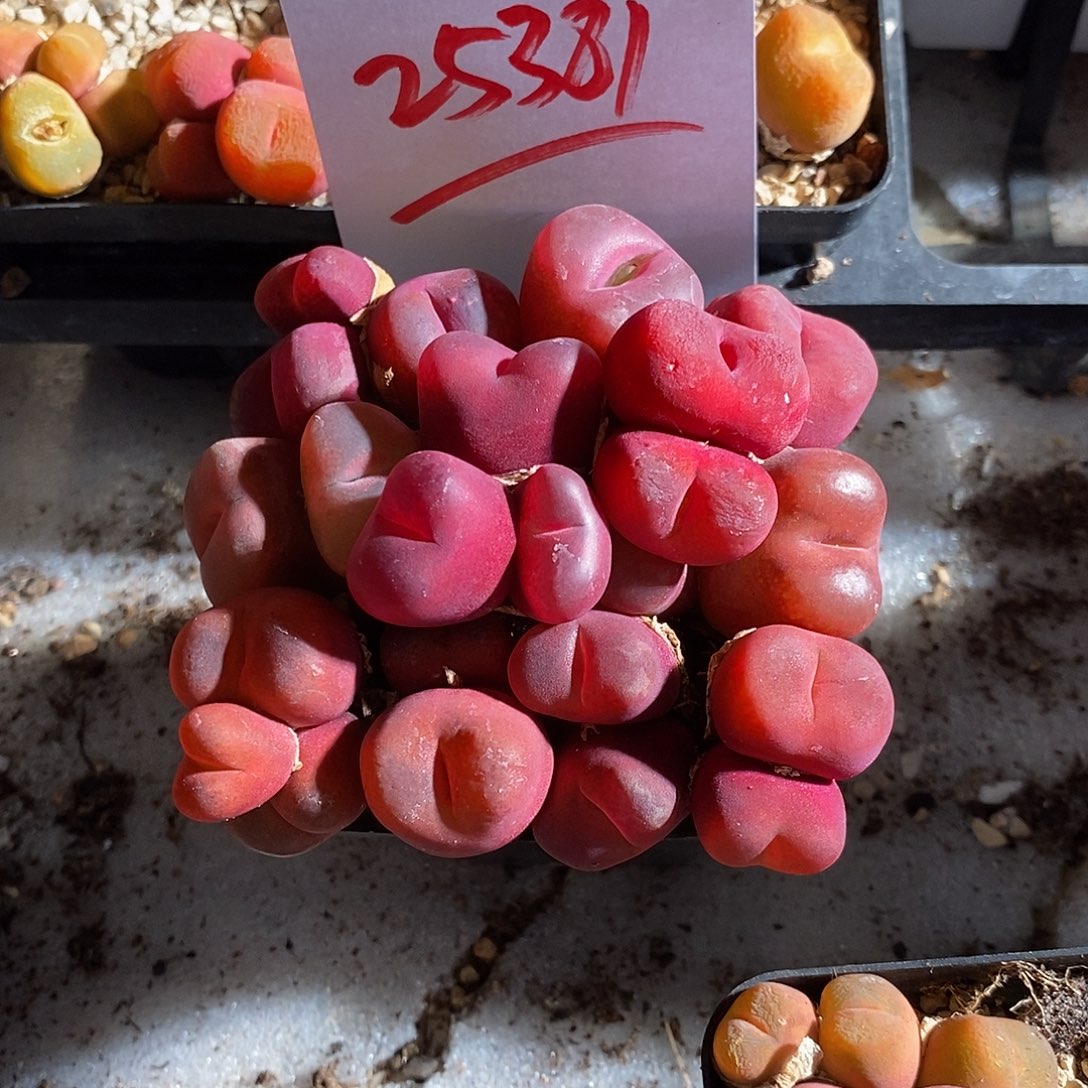 25381。 一组红丝绒。  