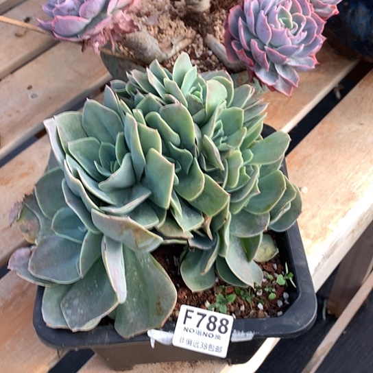 白玉兰缀化788 亏本处理退款拉黑7-8天发货