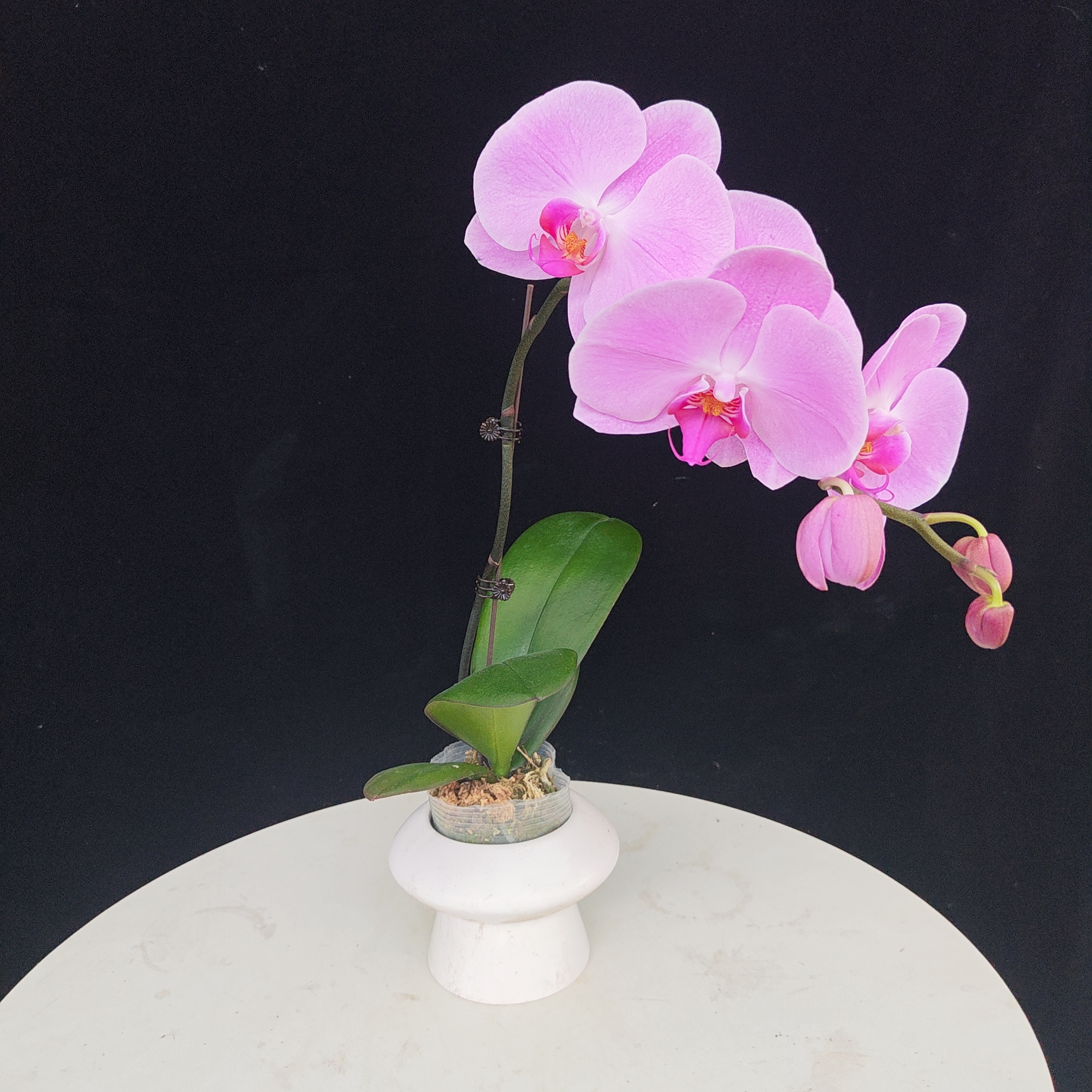 【红粉佳人A01】精品蝴蝶兰 任意两颗包邮 只拍一颗默认【发苗】