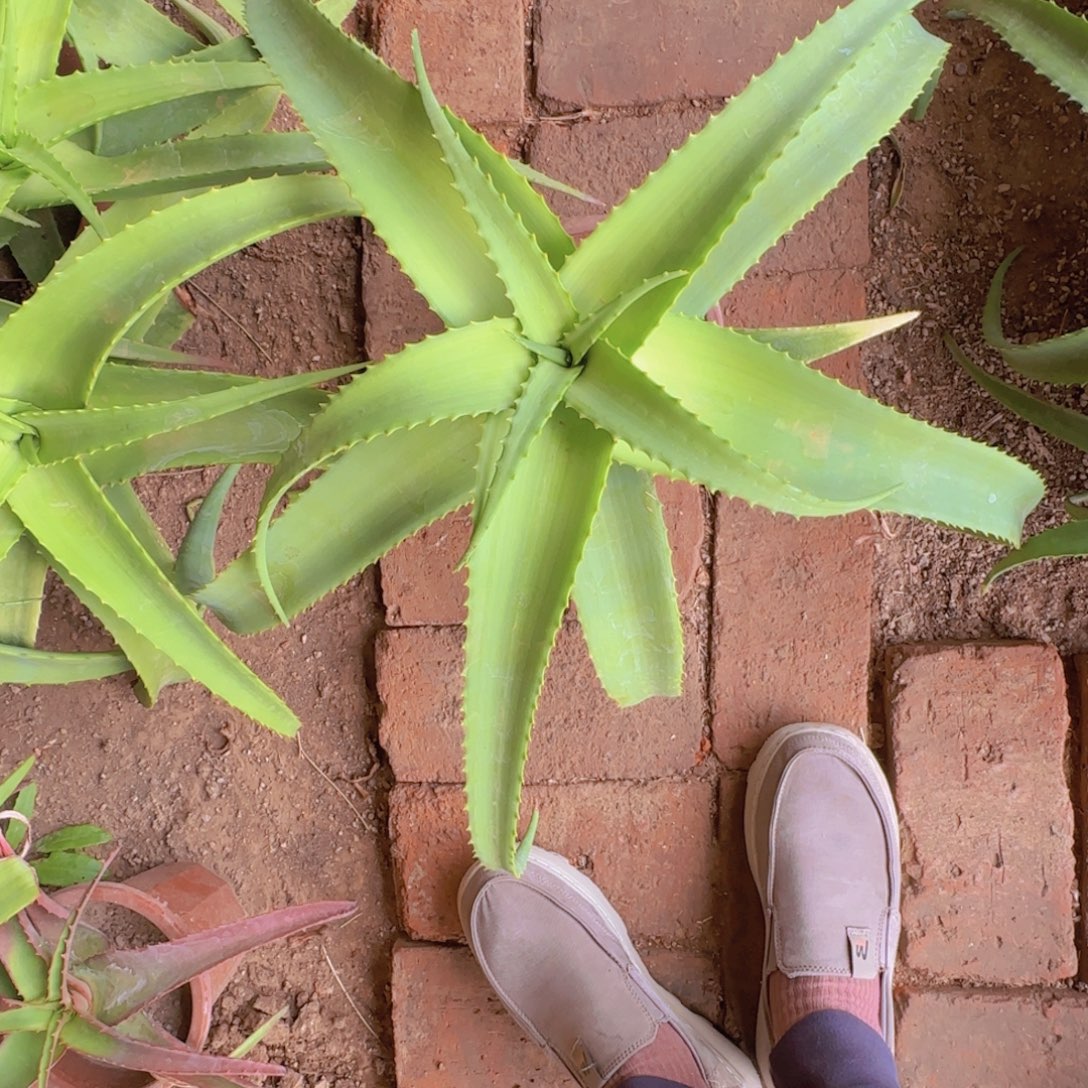 水***眠块根植物块根植物