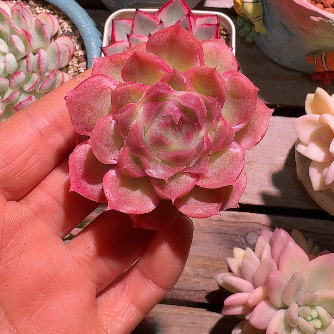 虾饺多肉多肉多肉