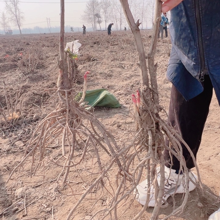 当前无花栽培后可以开花4个品