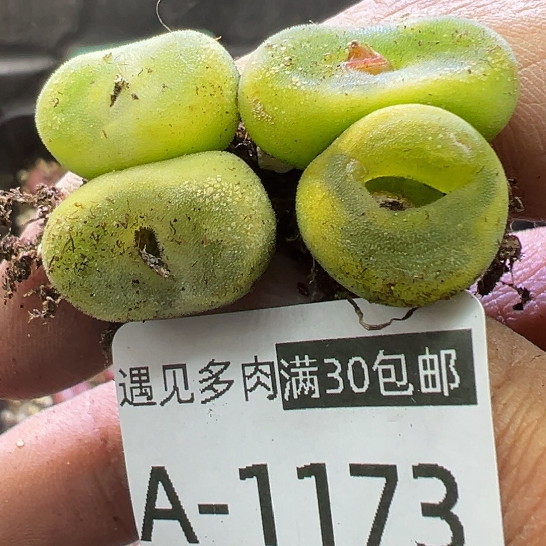 多肉植物1111111111111111