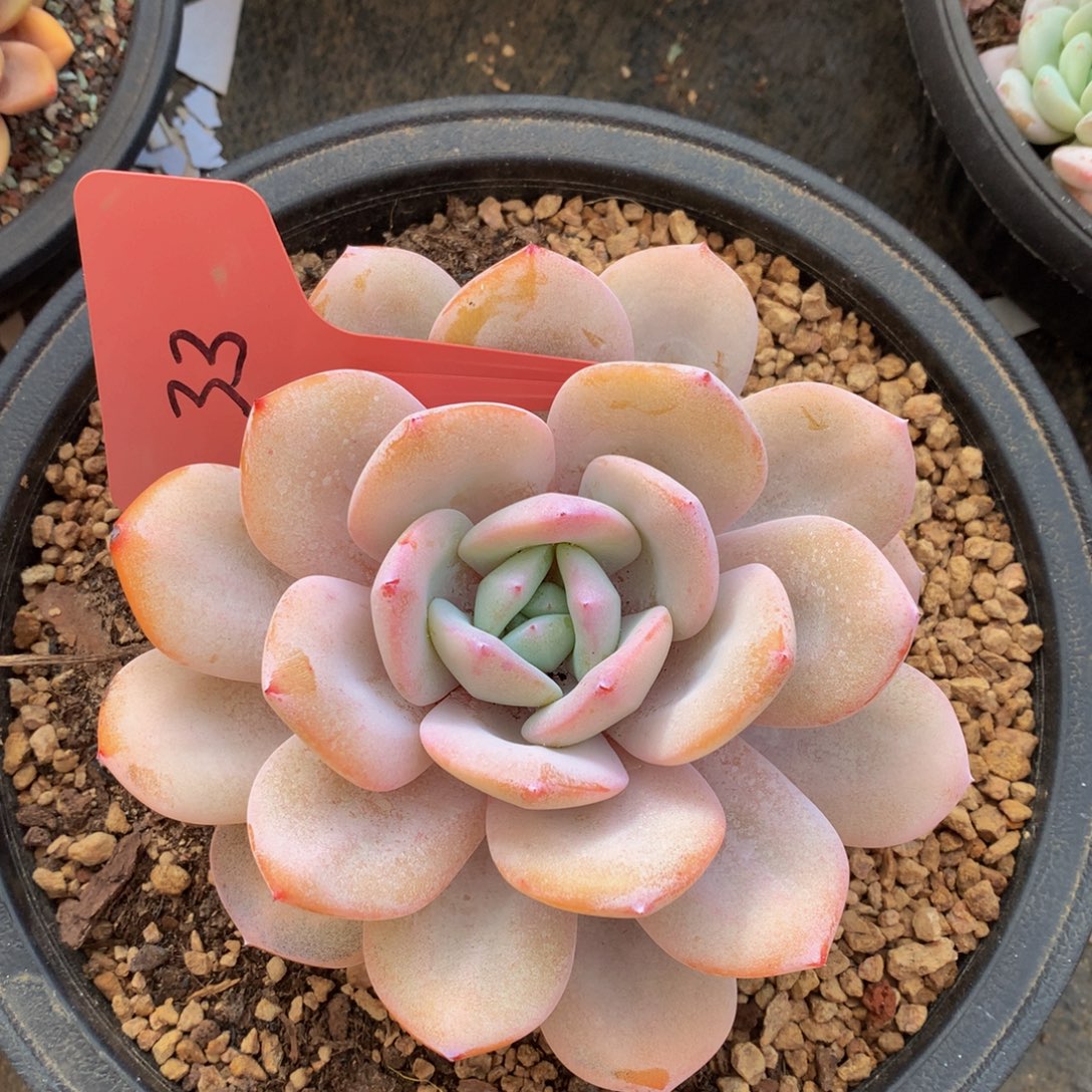 正品韩版奶茶7272727272727