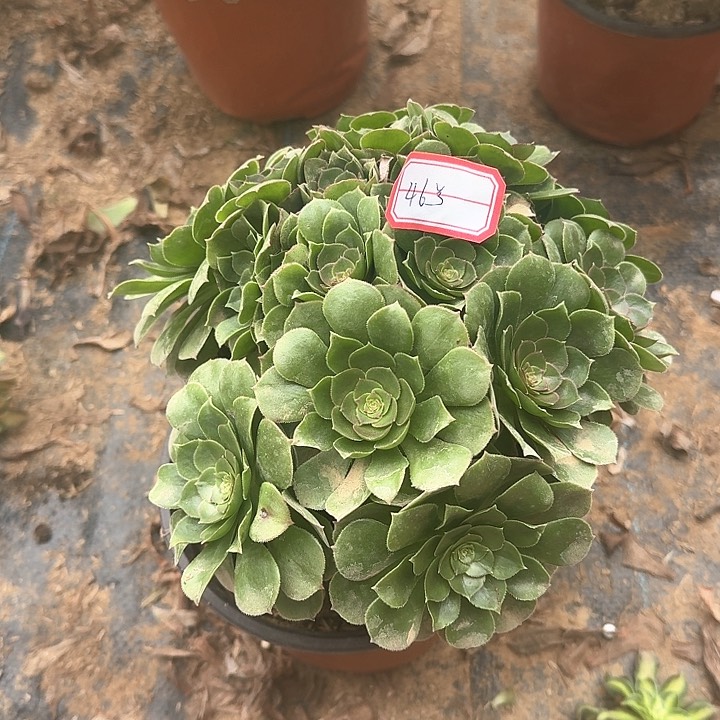 多肉植物万圣节46号无售后