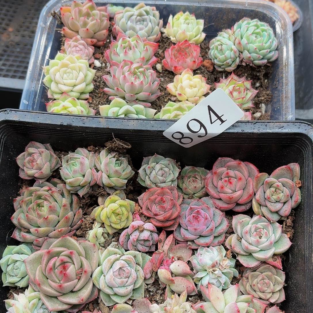 多肉植物多肉植物894