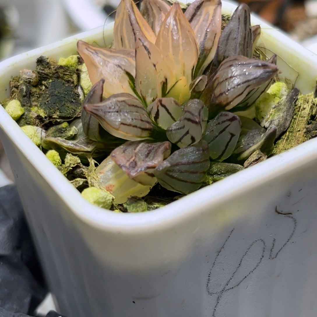 陈***财恭喜发财大吉大利0544多肉