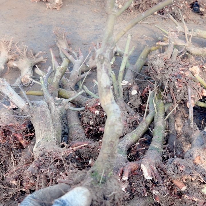 触***律无花朵枫树……枫树