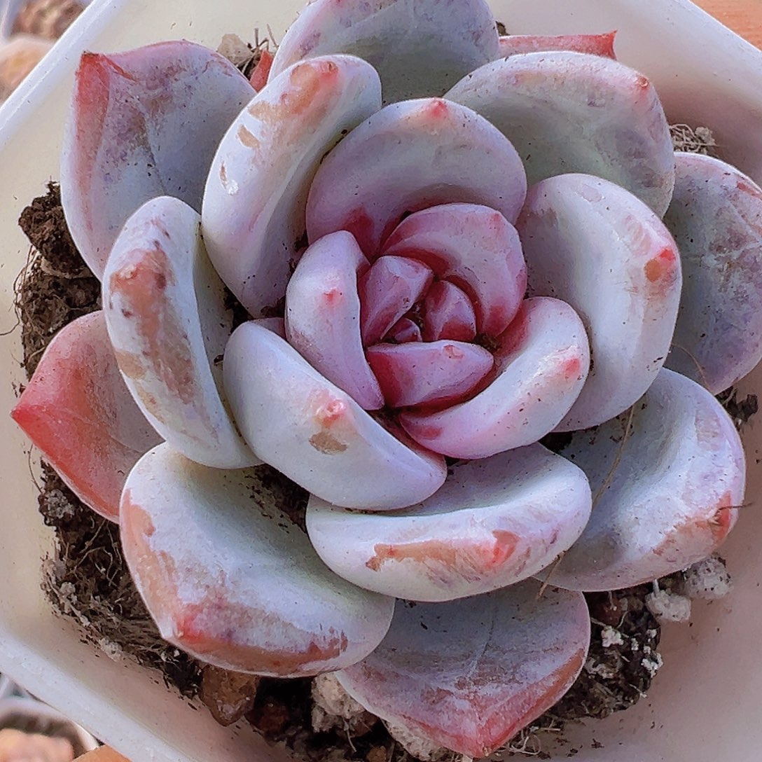 糖心雪天使19包邮