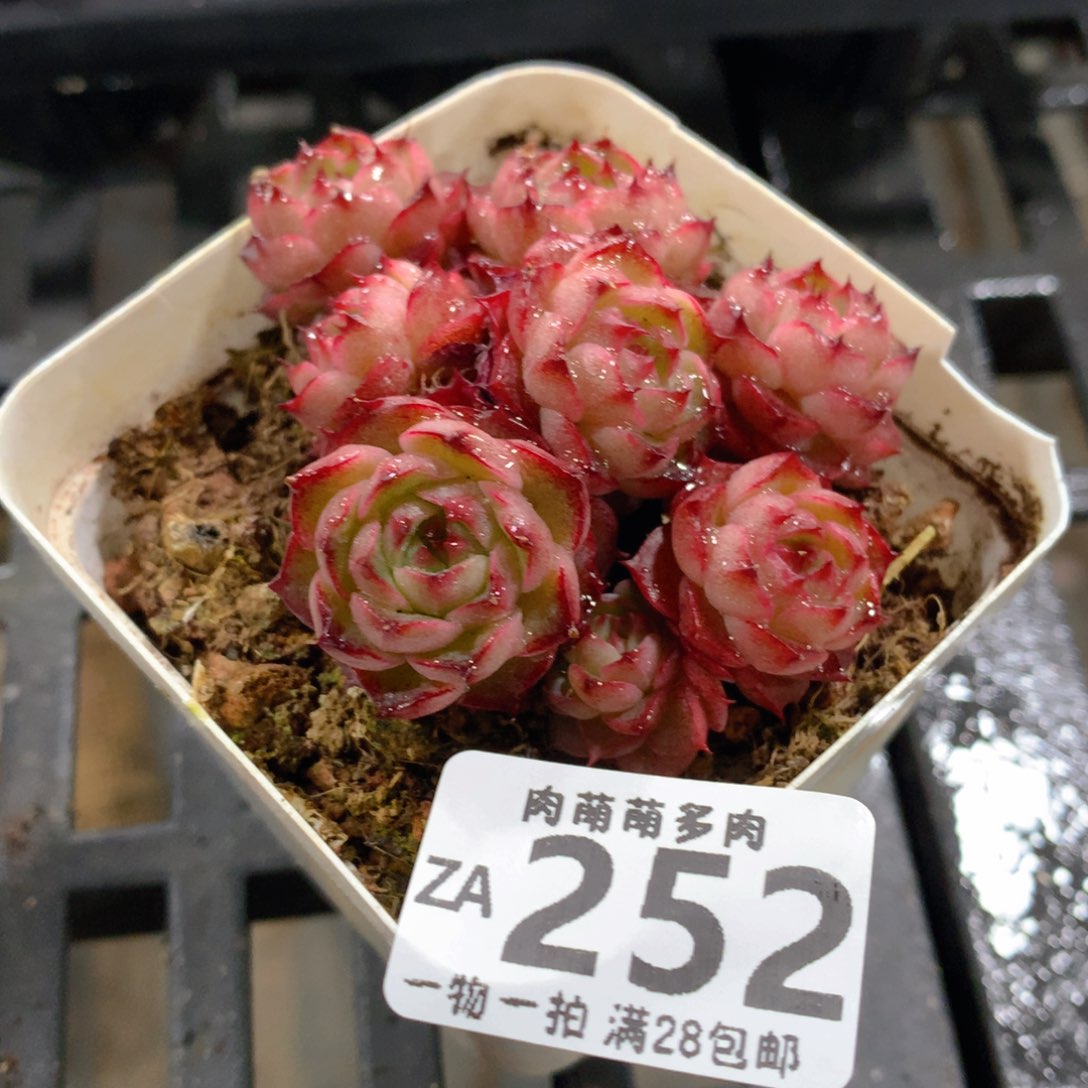 肉萌萌拇指盆精控多肉ZA252