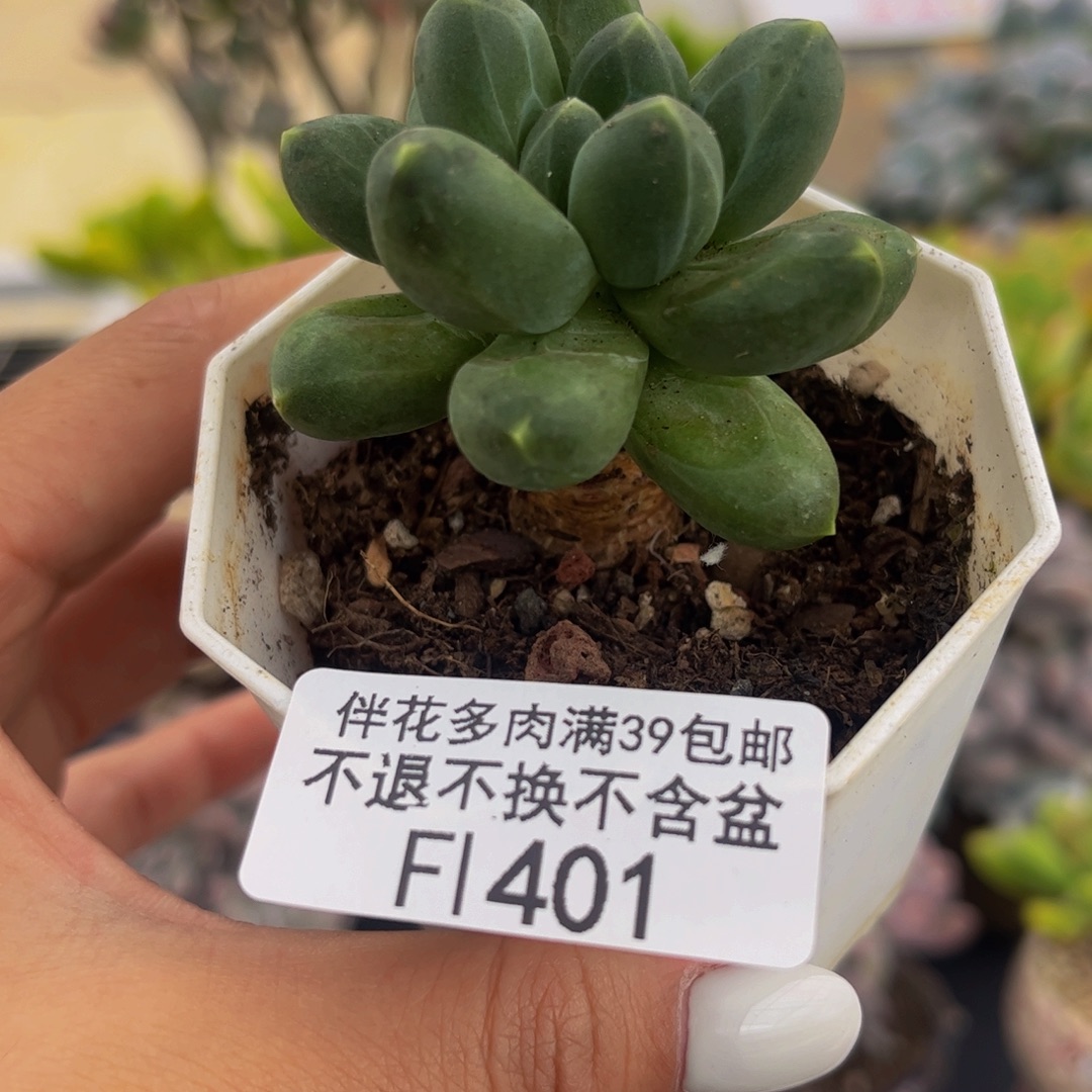 401-香蕉树多肉4cm