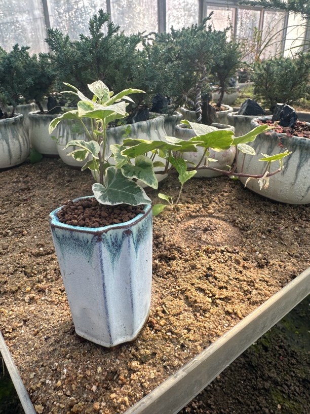 精品自培雪莹盆景