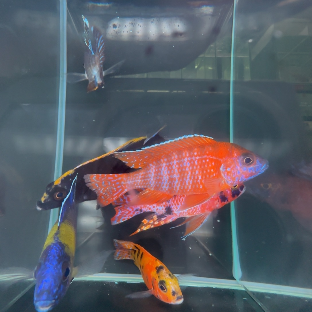 海水鱼P小哥哥6条孔雀