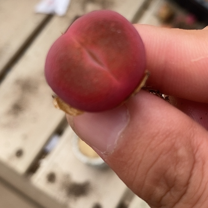 3110一颗一颗一颗