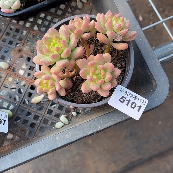 阿雅园艺。      5101香格里拉