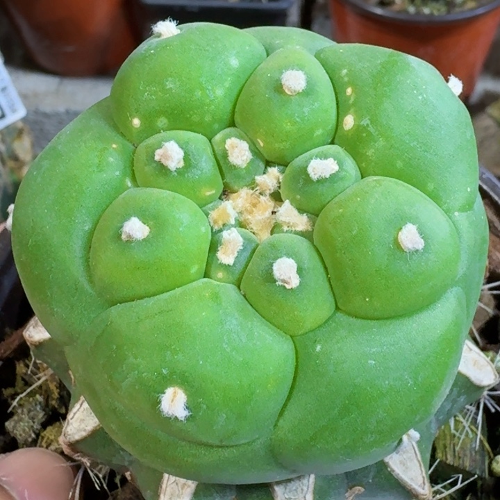 福利苗接大尤275