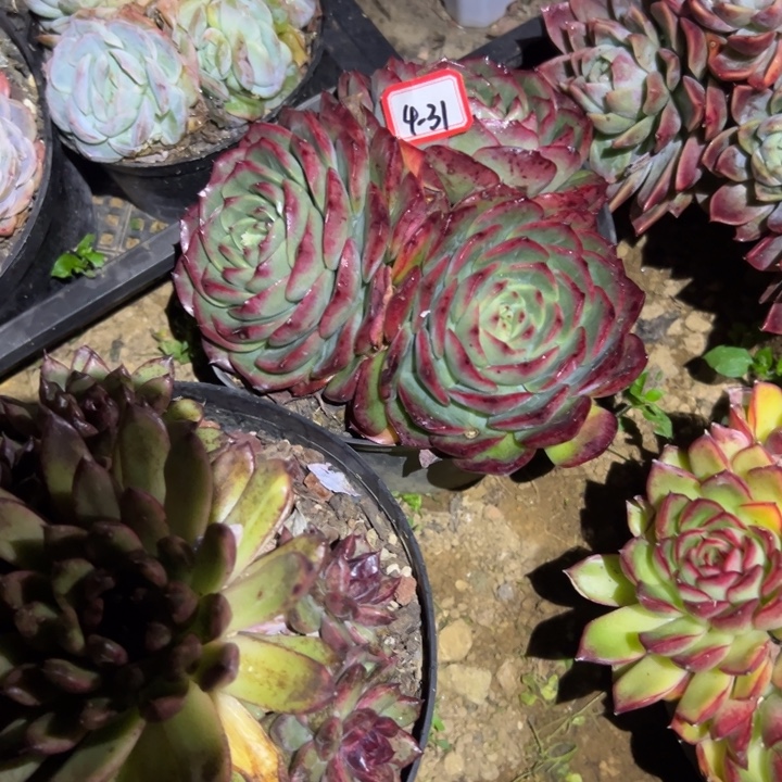 进****精品多肉植物老桩