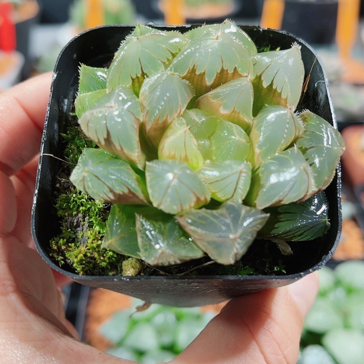 【闪购商品】实生玉露