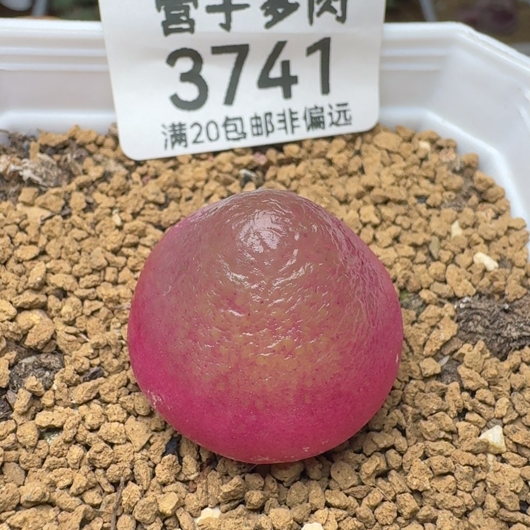 灯泡2.3带盆土                  