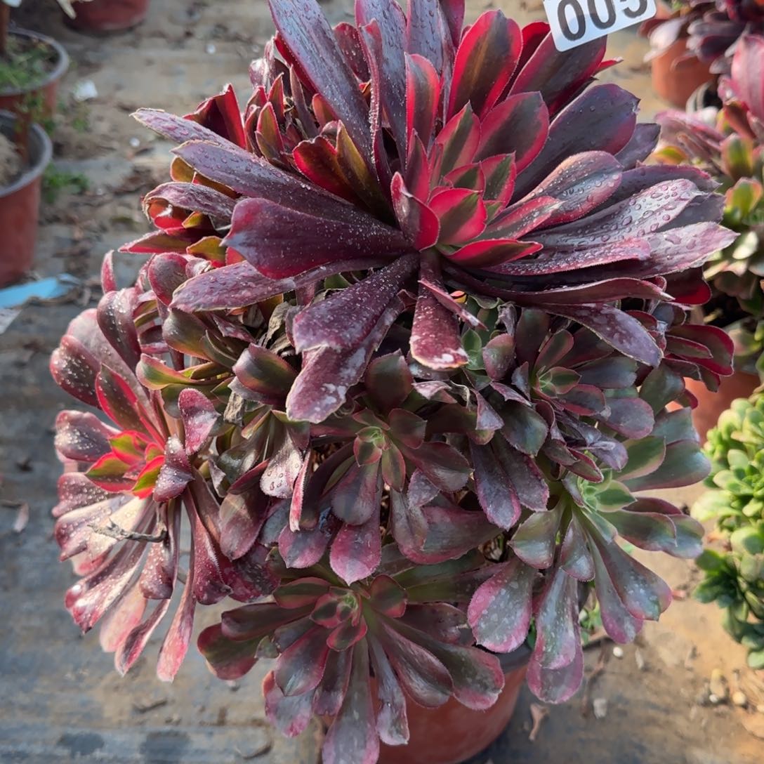 蒙娜丽莎005满20包邮断枝不包瑕疵