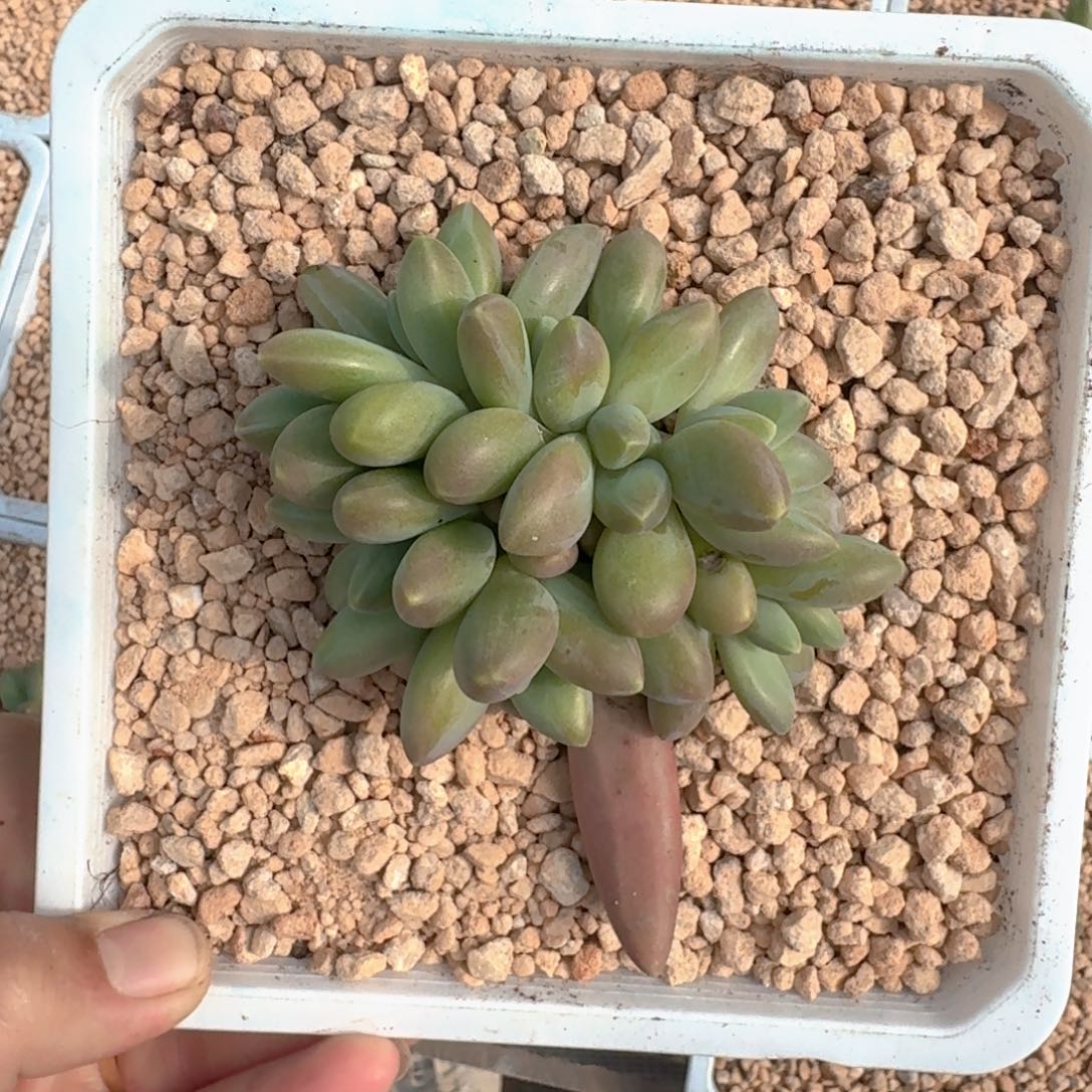 戴蒙德 群生  一物一拍