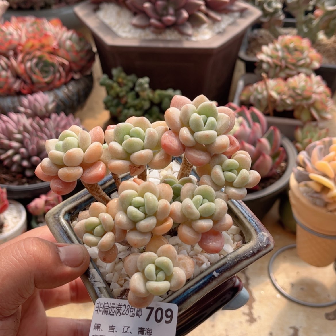 【闪购商品】709白奶糖