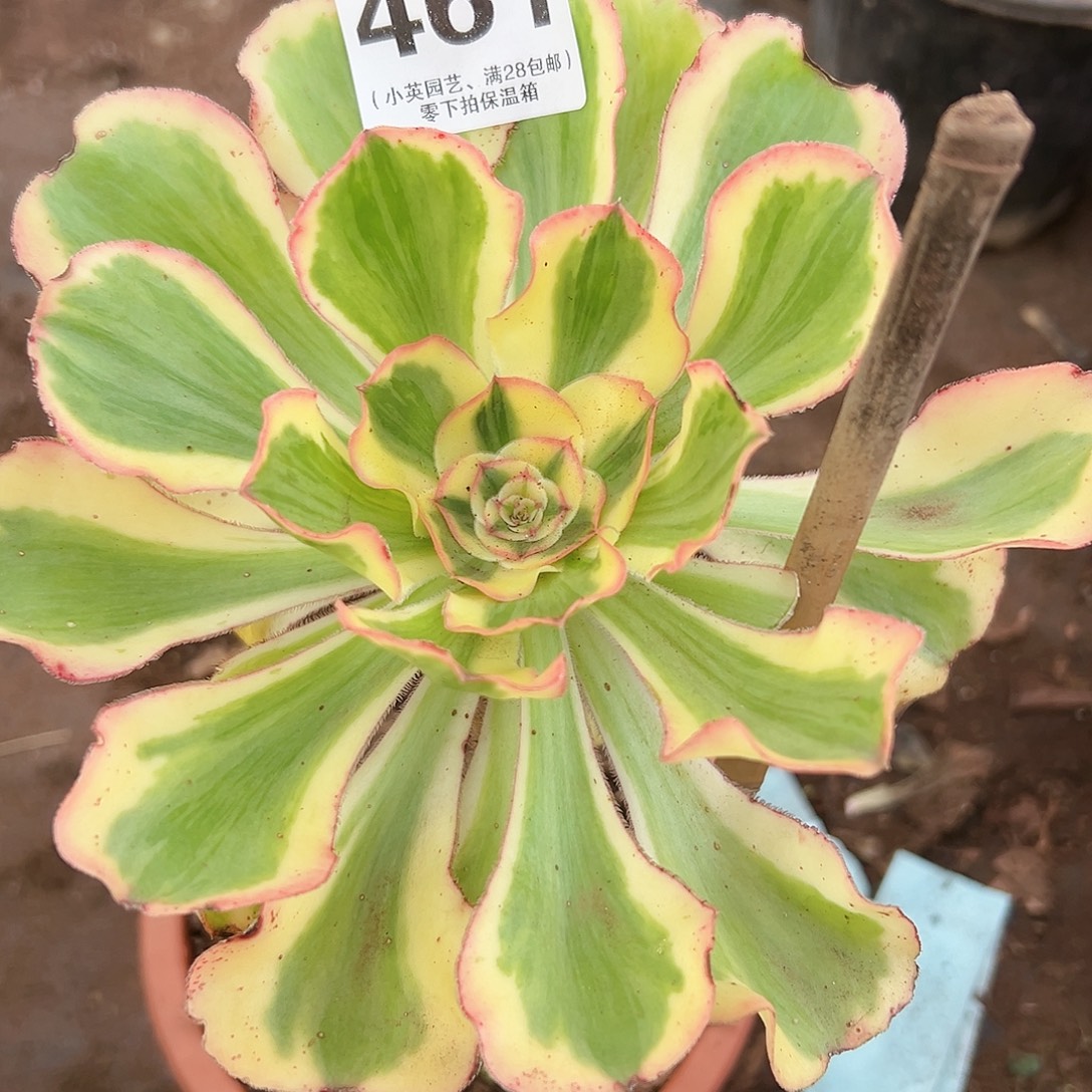 燕姿461多肉植物多肉植物