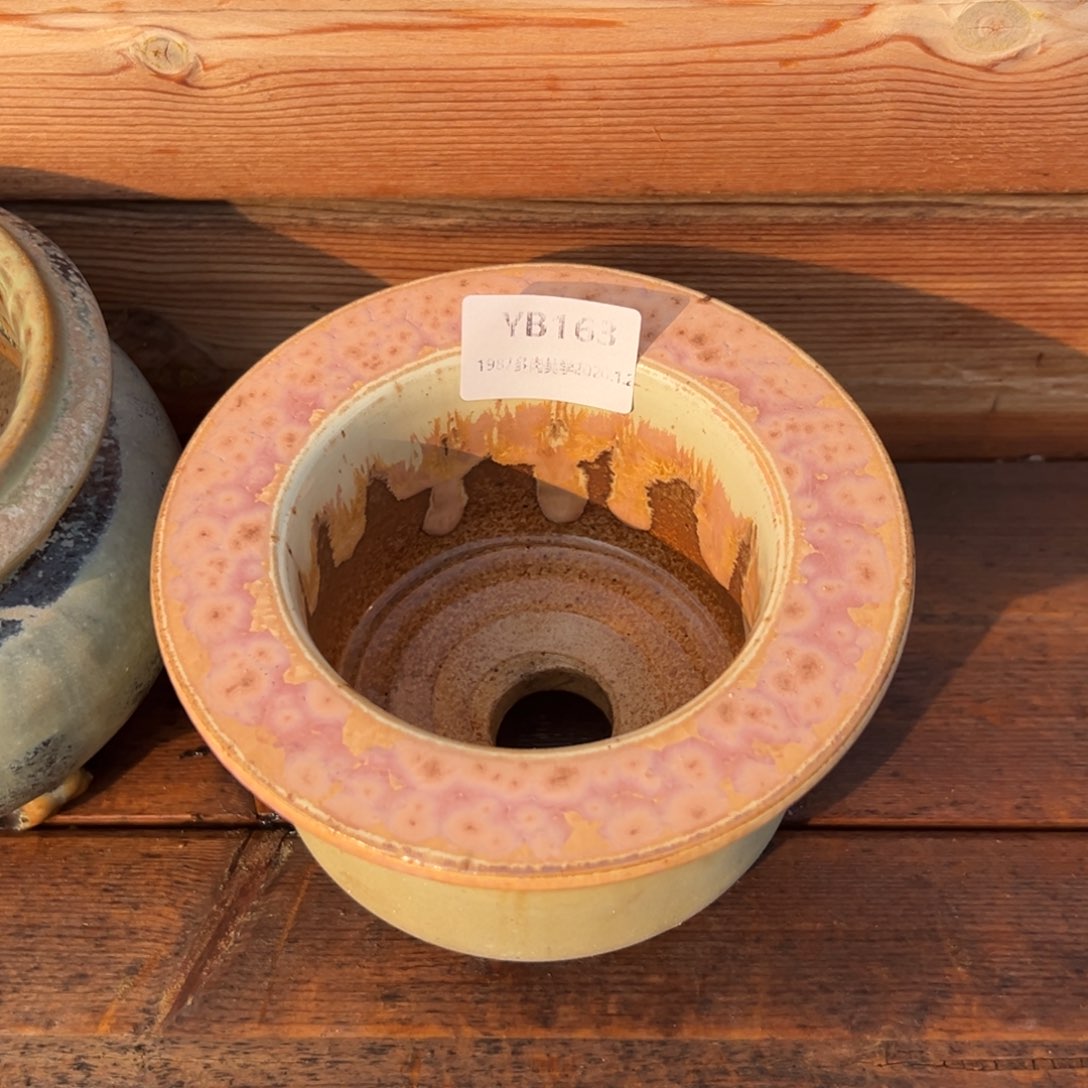 ****蒿1987多肉植物福利盆163