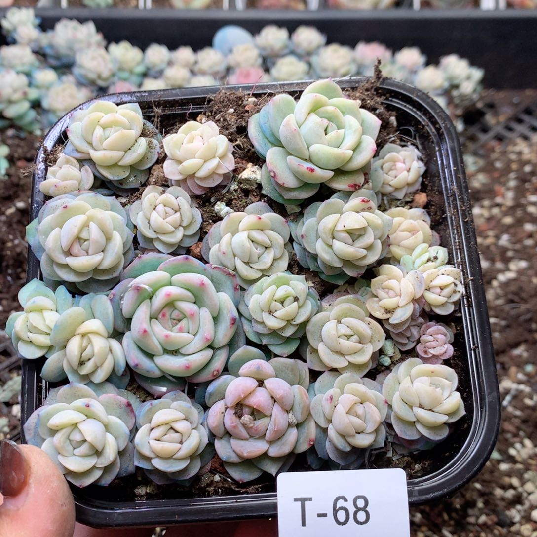 无花朵T68干冰英语