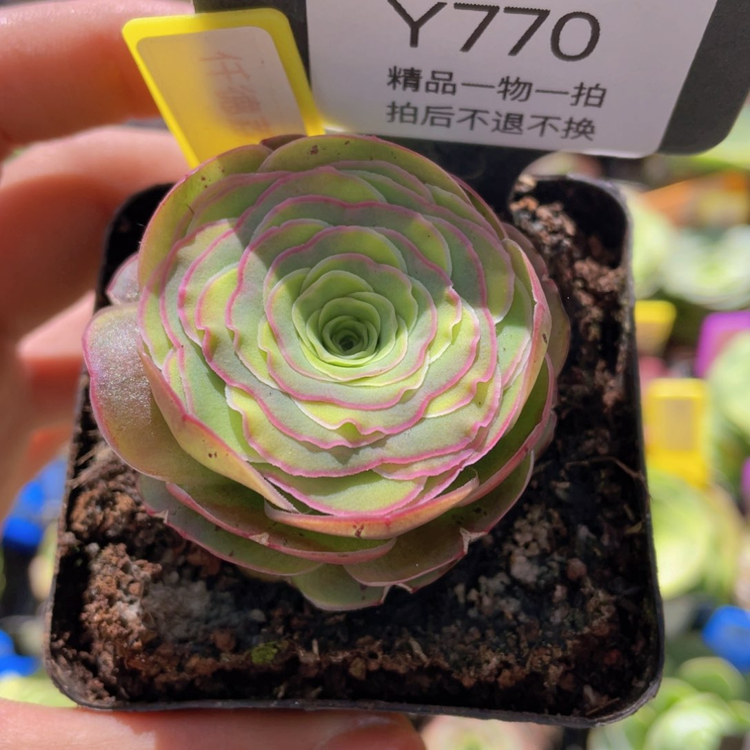 仟德荔卡多肉770一物一拍