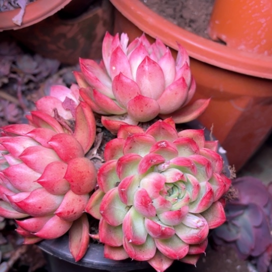 红*多肉植物的植物