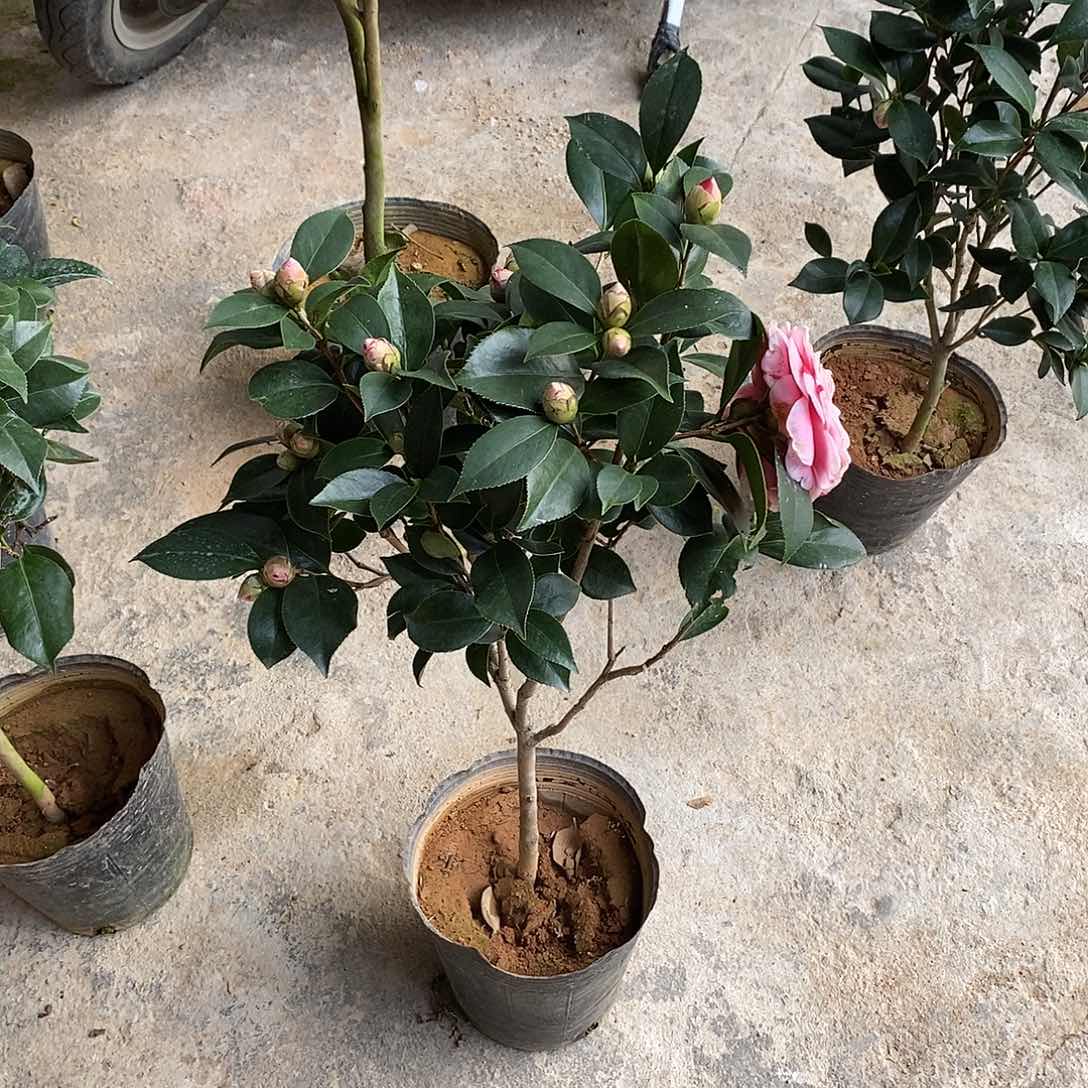 完全开放五色赤丹茶花