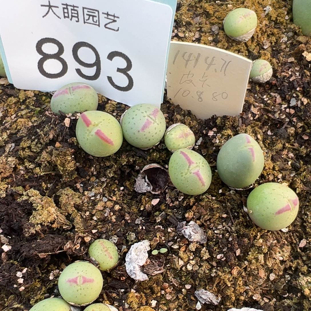0000893量拍正版1414.71大型皮卡丘3颗