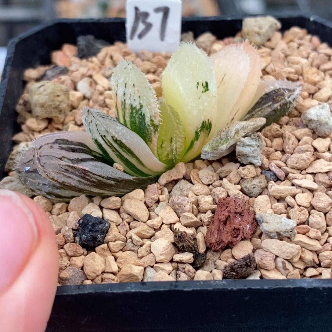 137狼蛛玉露多肉植物