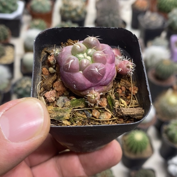 紫皮无刺象牙特价