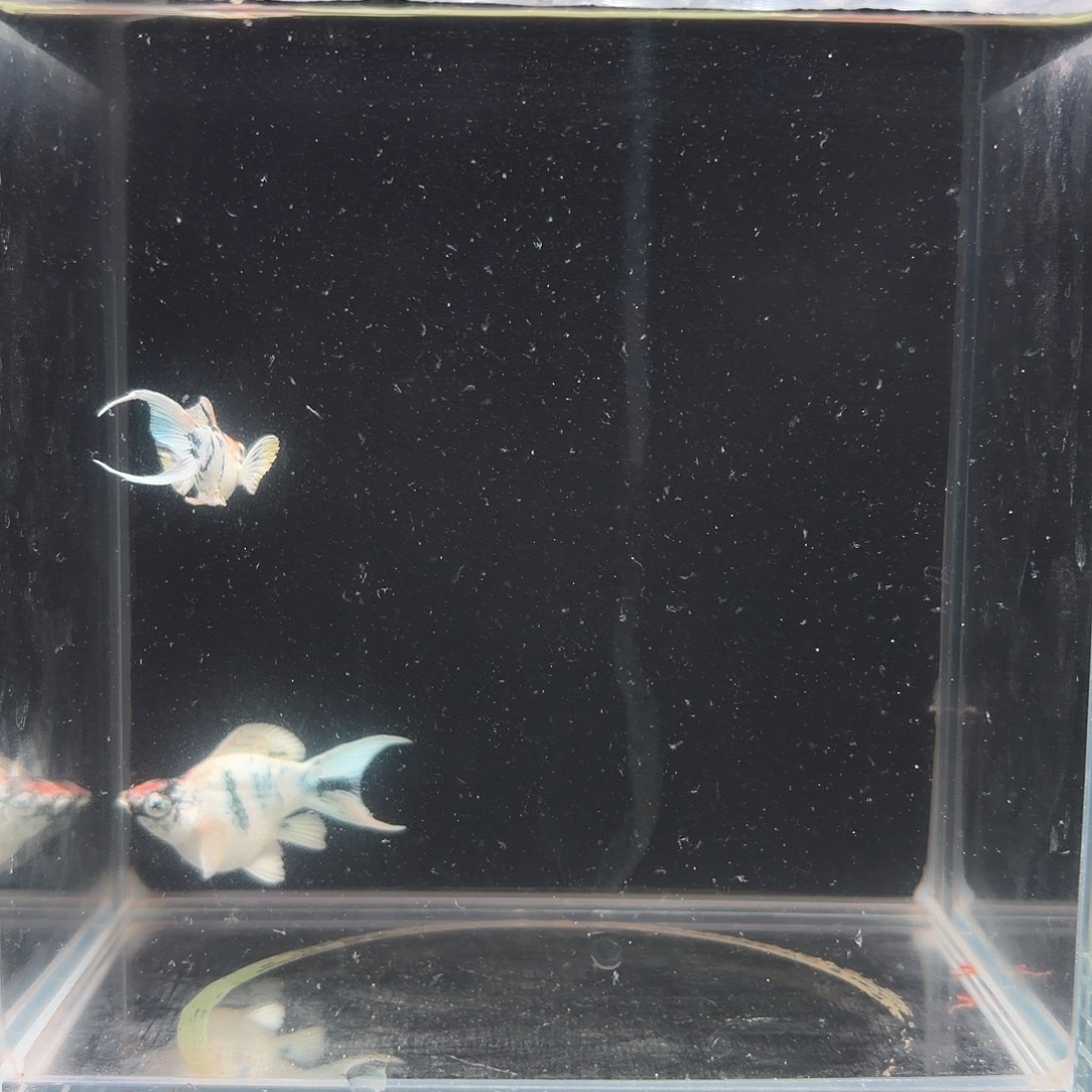 中国大陆钻眼玛丽