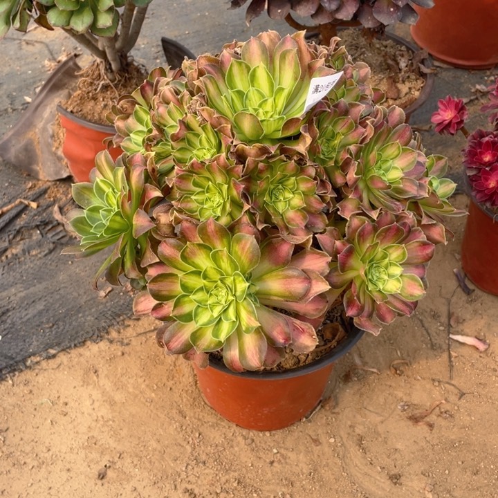 37韶华法师多肉断枝不售后